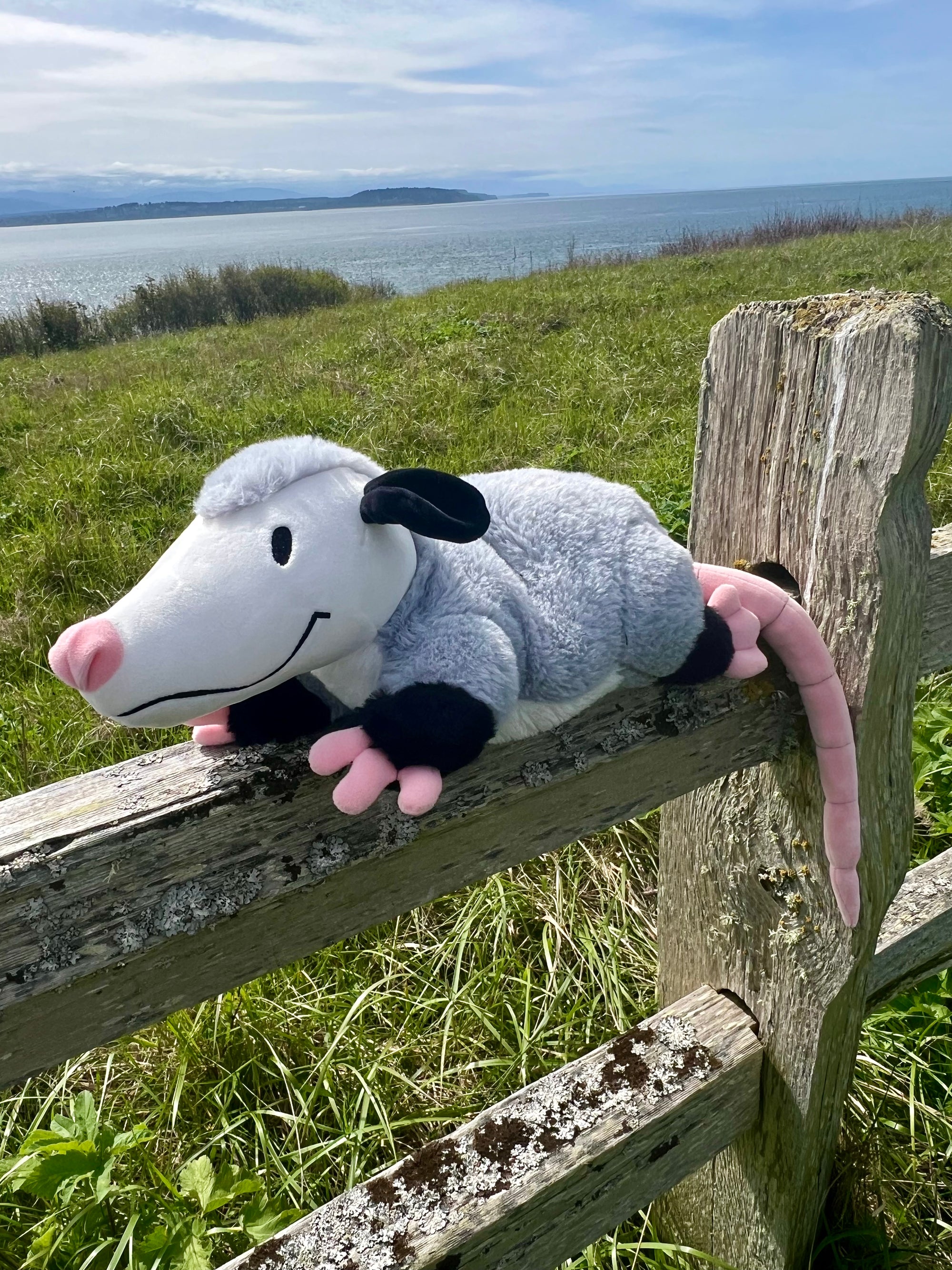 Stuffed animal possum shop