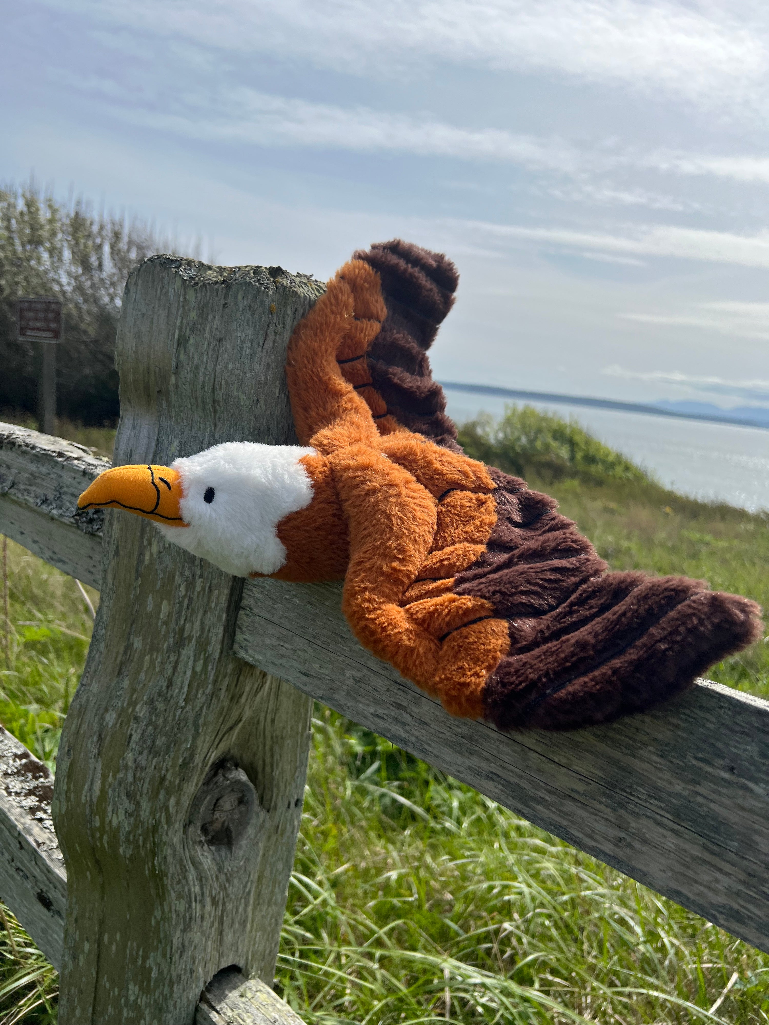 Weighted Bald Eagle