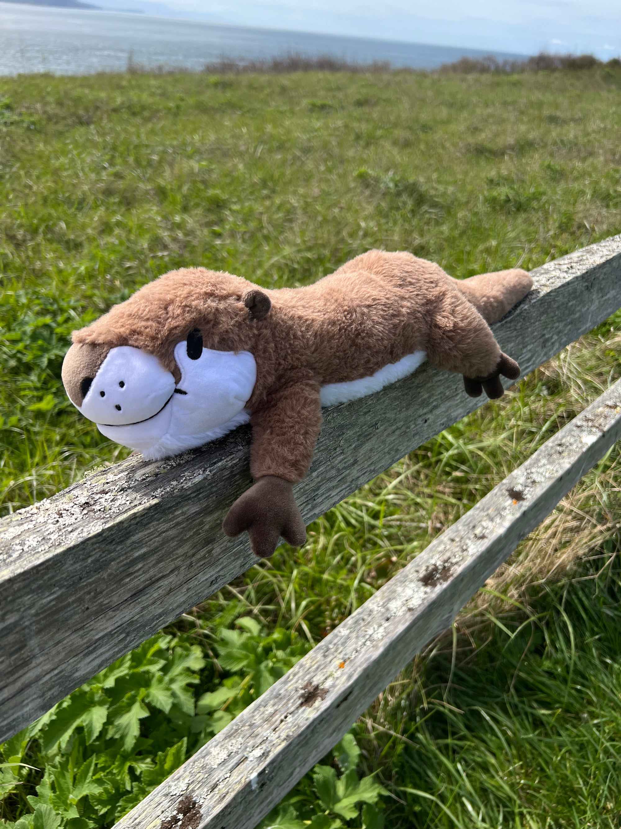 Weighted Otter Weighted Wildlife