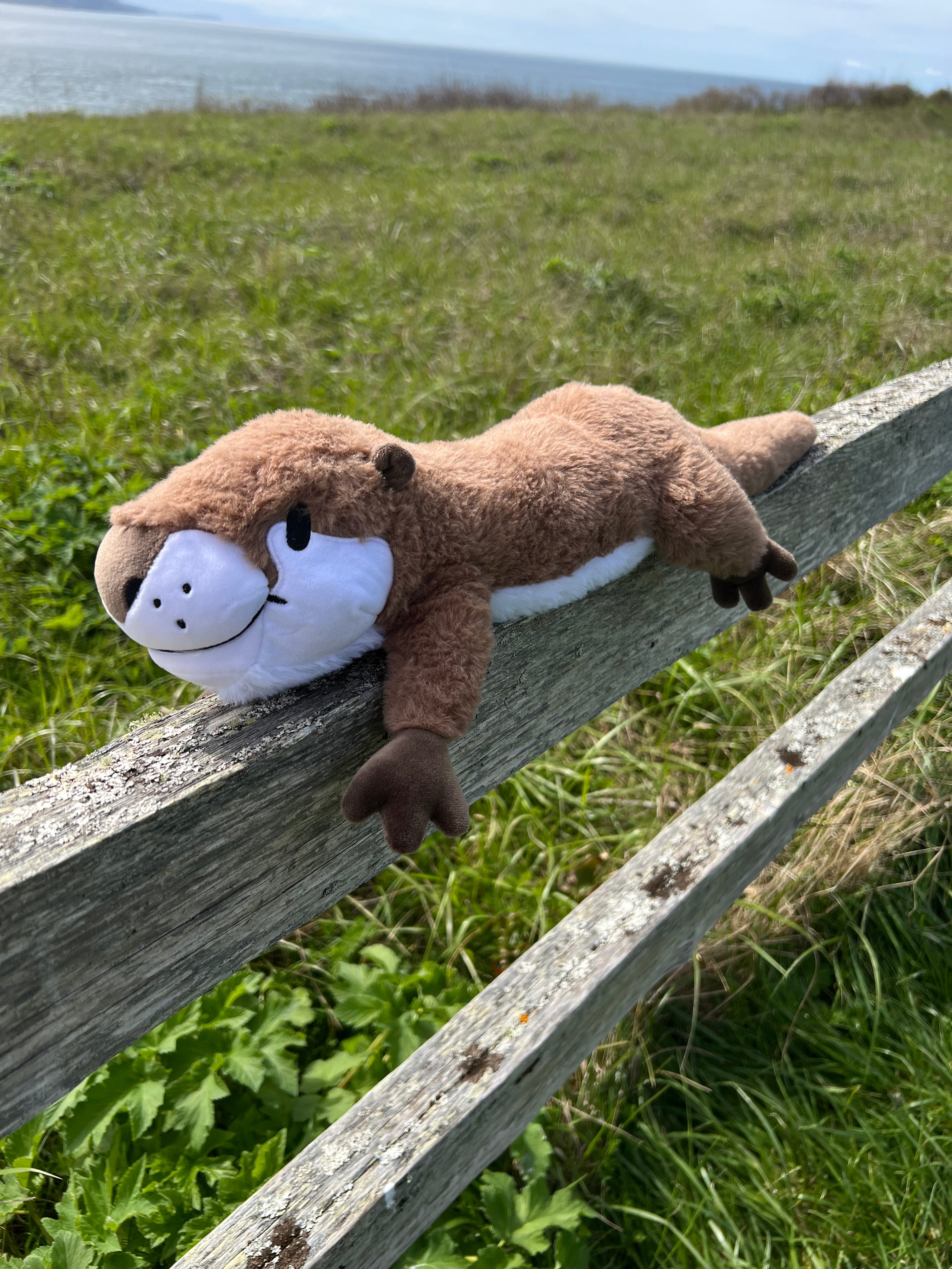 Weighted Otter